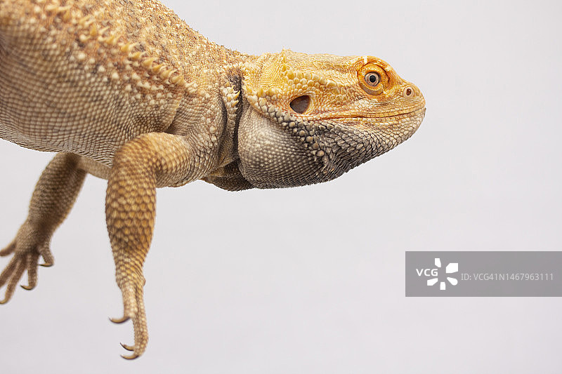 松狮蜥图片素材