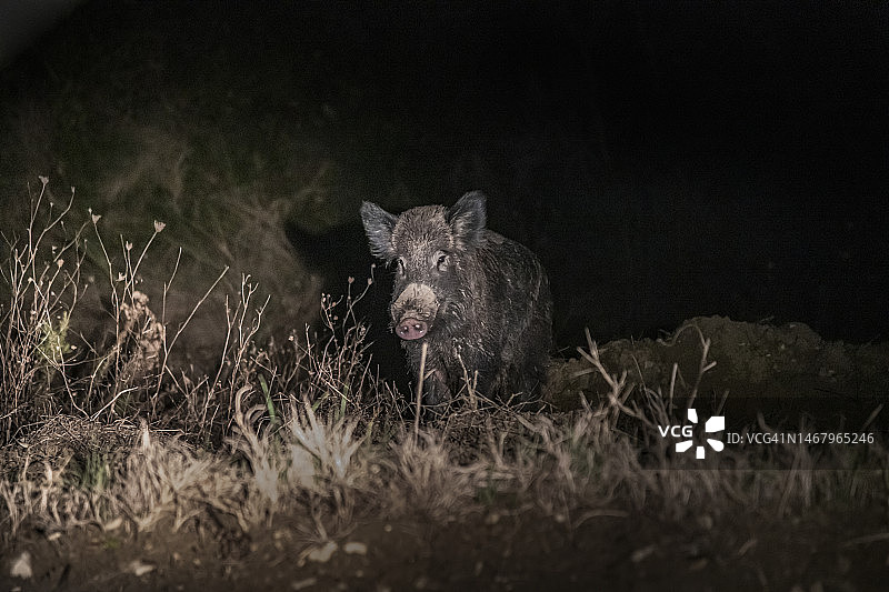 托斯卡纳乡村野猪图片素材