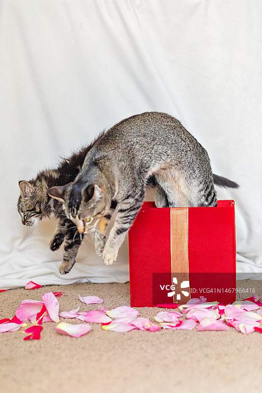 两只小猫从红色礼品盒中跳出图片素材