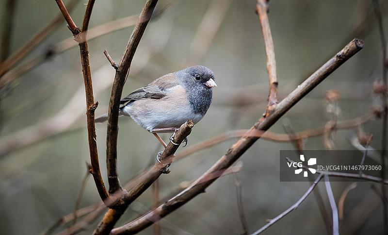黑眼灯草鹀图片素材