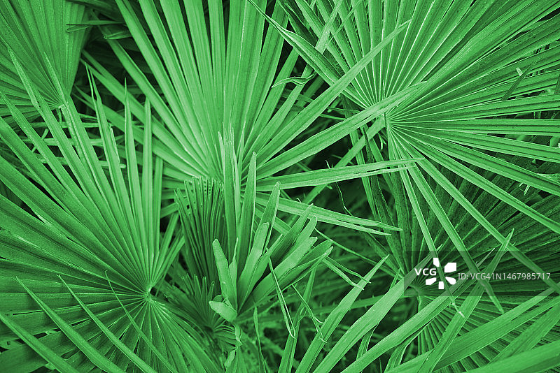 锯棕榈（Serenoa repens）图片素材