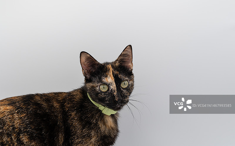 可爱玳瑁猫白色背景图片素材