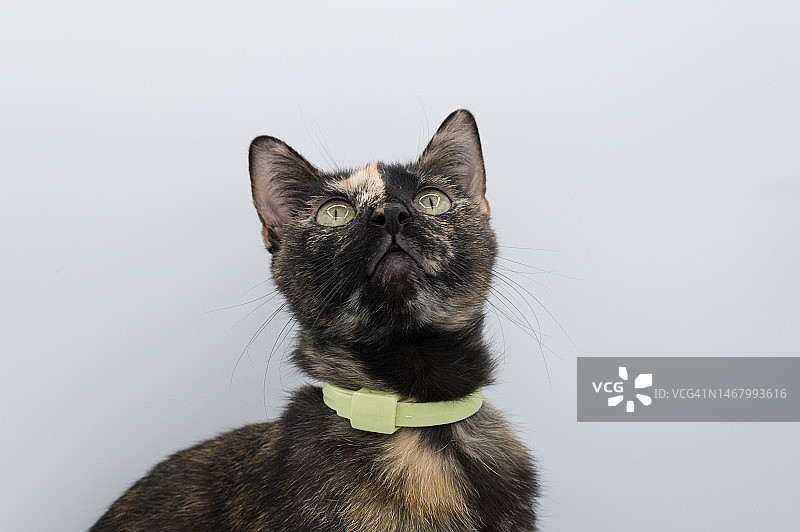 玳瑁色家养短毛猫肖像图片素材