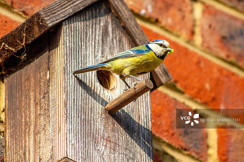 鸟箱里嘴里含着食物的蓝山雀图片素材