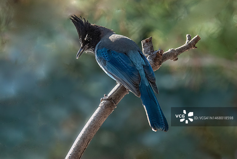 栖息在树枝上的星鸦图片素材