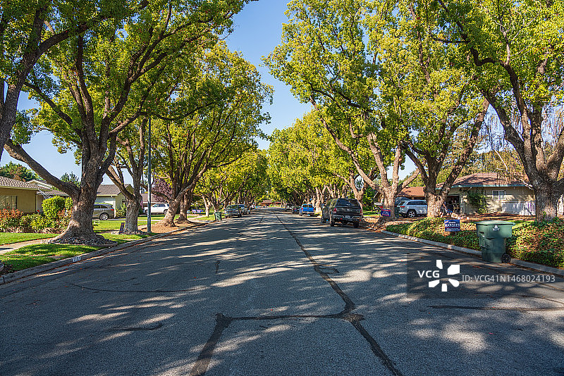 道路两旁美丽的树木图片素材