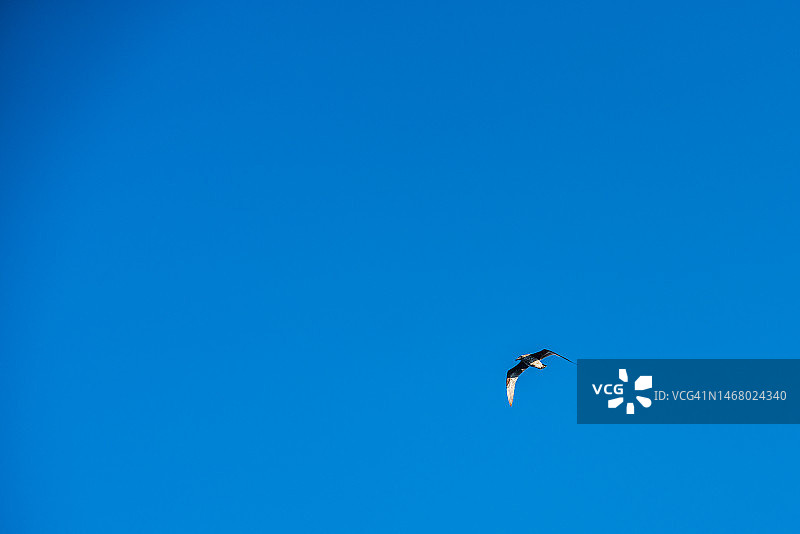 海燕在蓝天上飞翔图片素材