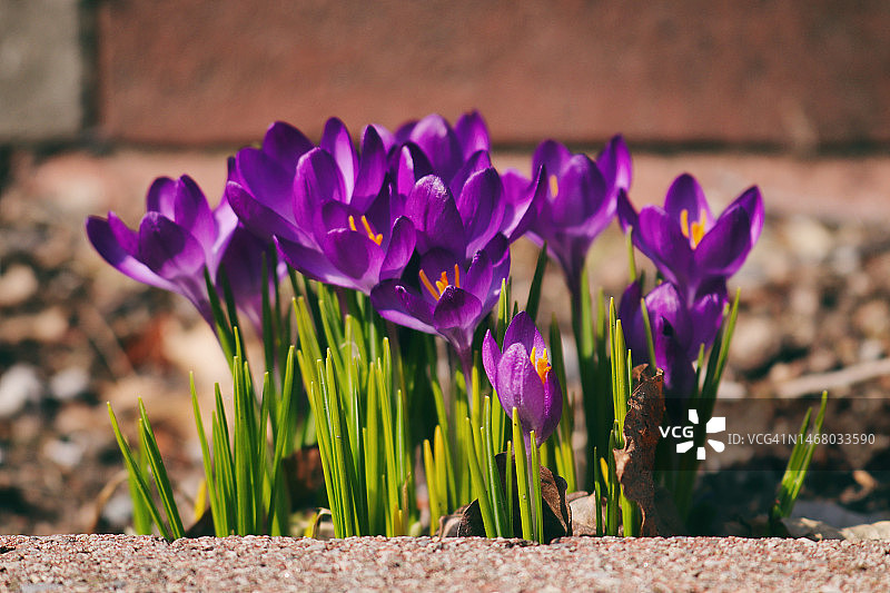 春天里快乐的番红花图片素材