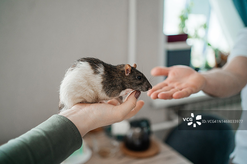 一家人抱着宠物鼠图片素材