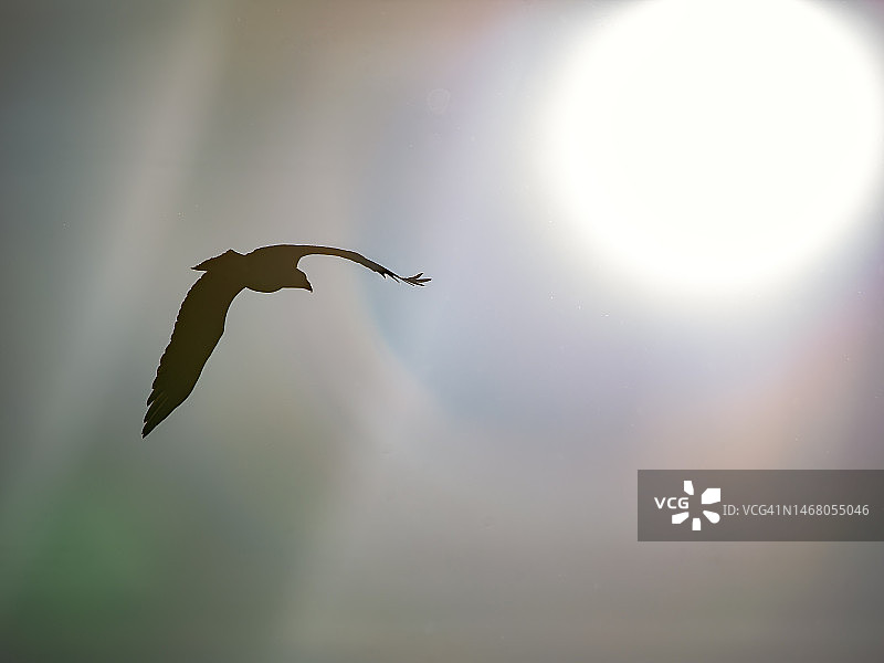 天空中的秃鹰图片素材