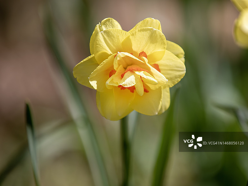 大溪地黄水仙图片素材