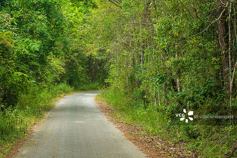 森林之路图片素材
