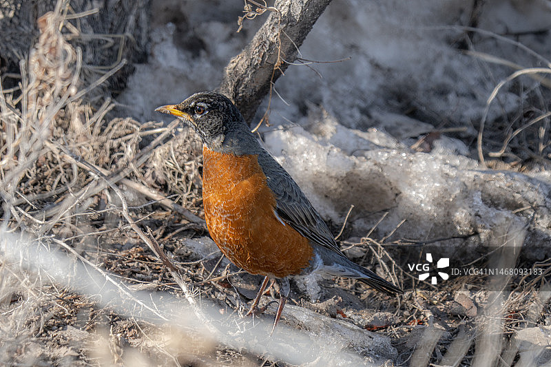 地面上的知更鸟图片素材