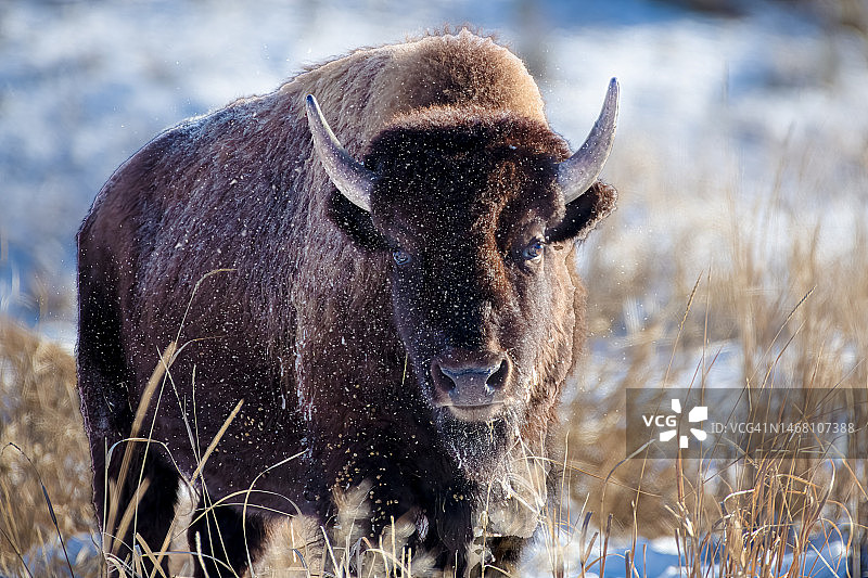 黄石国家公园的野牛图片素材