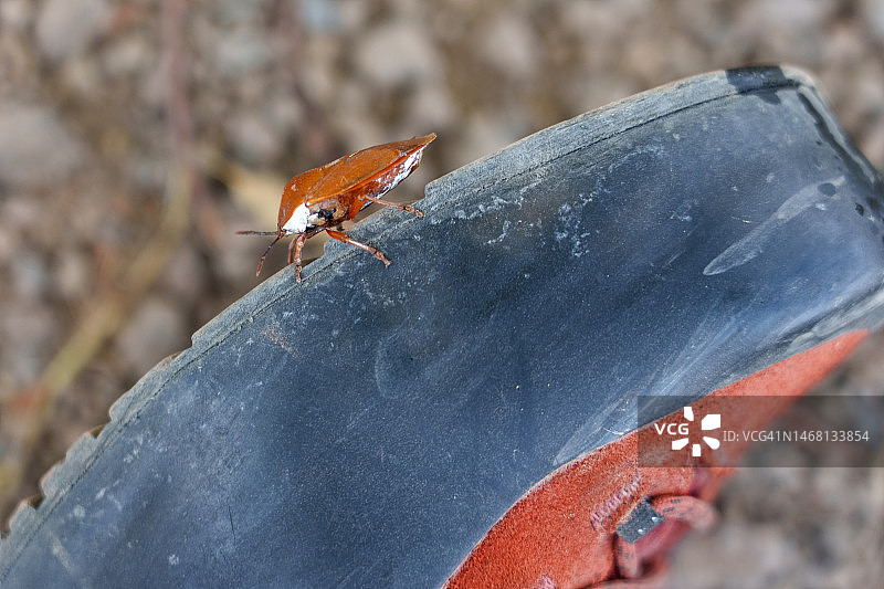 鞋子上的臭虫图片素材