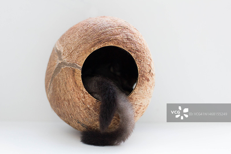 蜜袋鼯尾巴图片素材