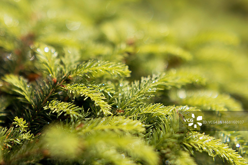 阳光下的绿色云杉嫩枝图片素材
