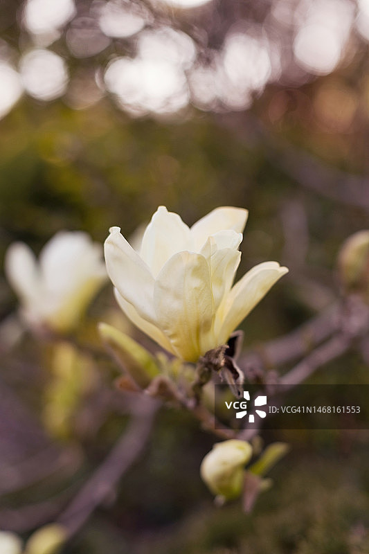 枝头盛开的白色玉兰花图片素材