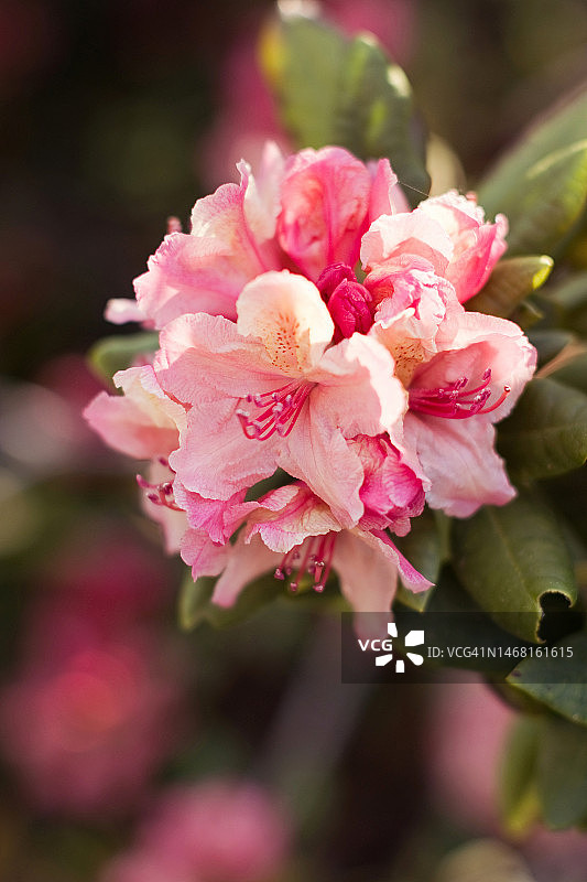 粉红色杜鹃花灌木特写图片素材