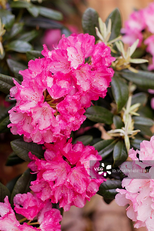 带有雨滴的粉红色杜鹃花丛图片素材