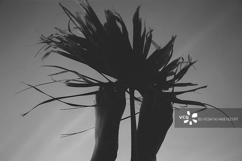 棕榈叶剪影中的腿图片素材