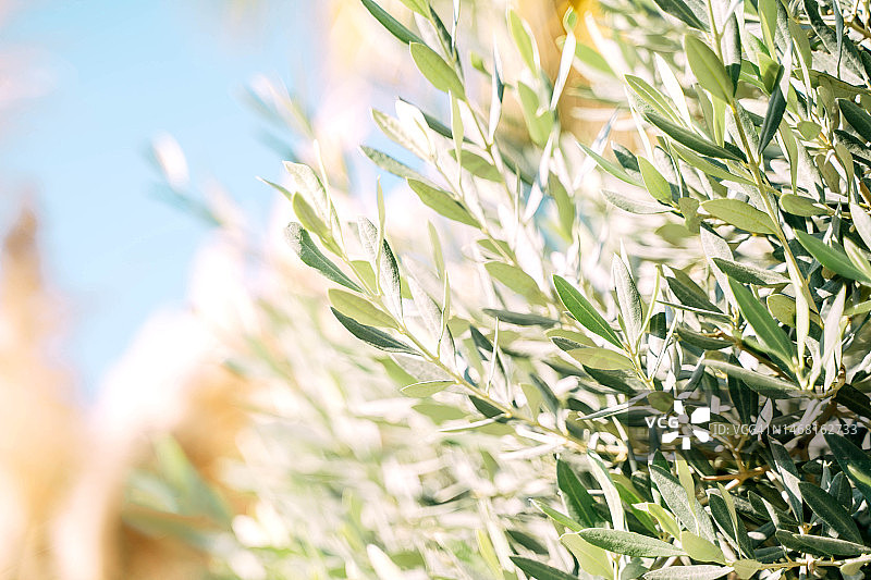 阳光下的橄榄枝与嫩绿树叶图片素材
