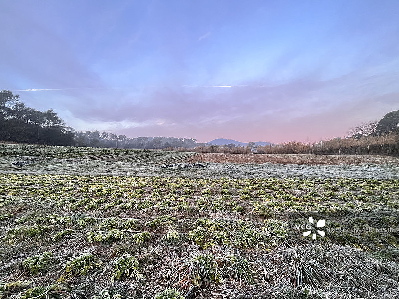 冬季菜园图片素材