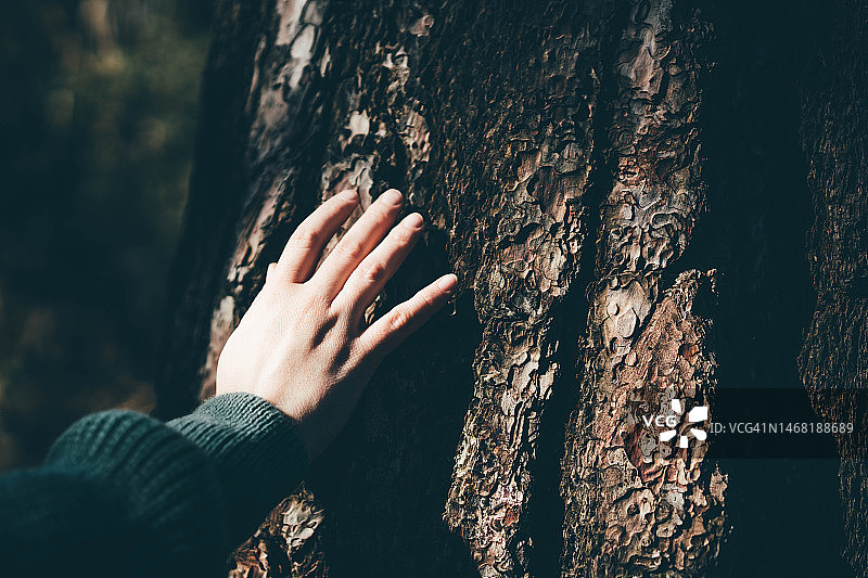 女人在森林里触摸树木图片素材