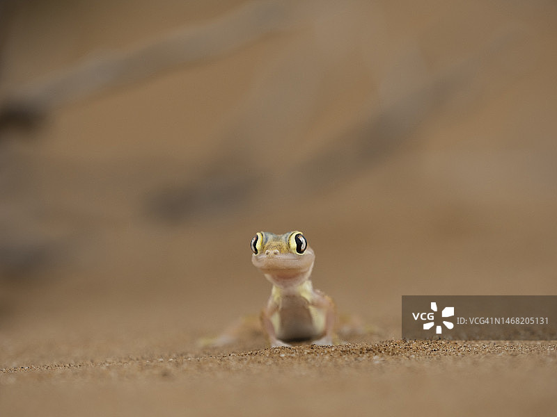纳米布蹼趾壁虎在多罗布国家公园图片素材