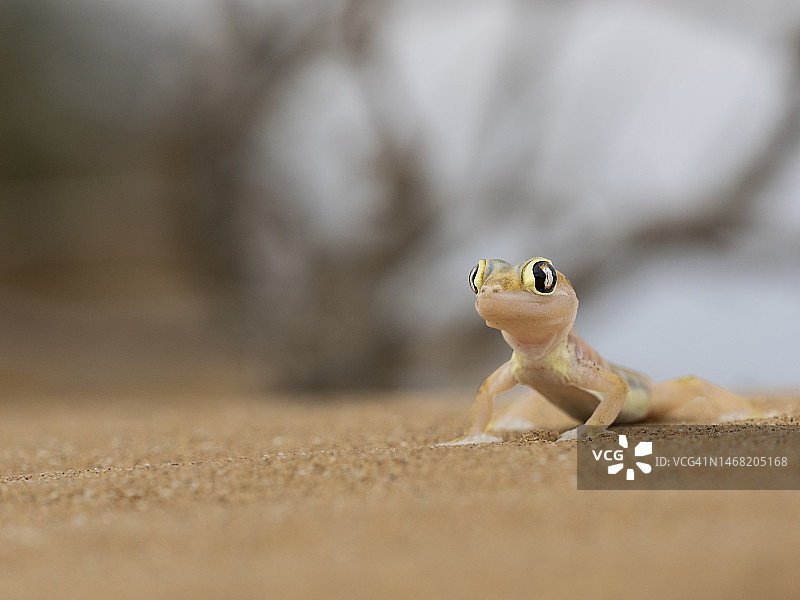 纳米布蹼趾壁虎在多罗布国家公园图片素材