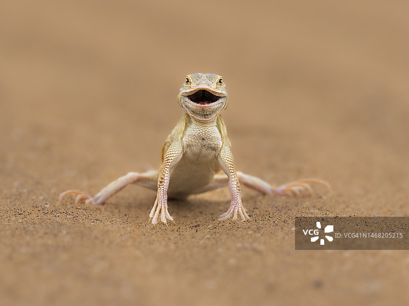 多洛布国家公园的铲吻蜥蜴图片素材