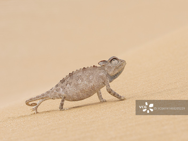 多洛布国家公园内的纳米布变色龙图片素材