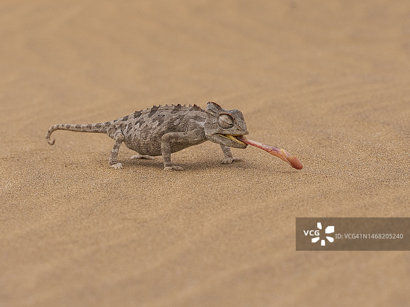 多洛布国家公园内的纳米布变色龙图片素材