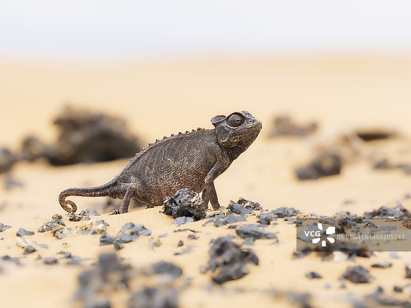 多洛布国家公园内的纳米布变色龙图片素材