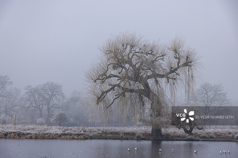冰冻的池塘图片素材