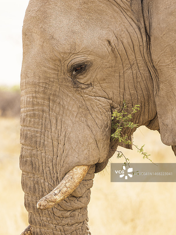 埃托沙国家公园里的非洲丛林象图片素材