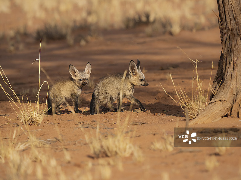 纳米布兰德自然保护区内的非洲大耳狐幼崽图片素材