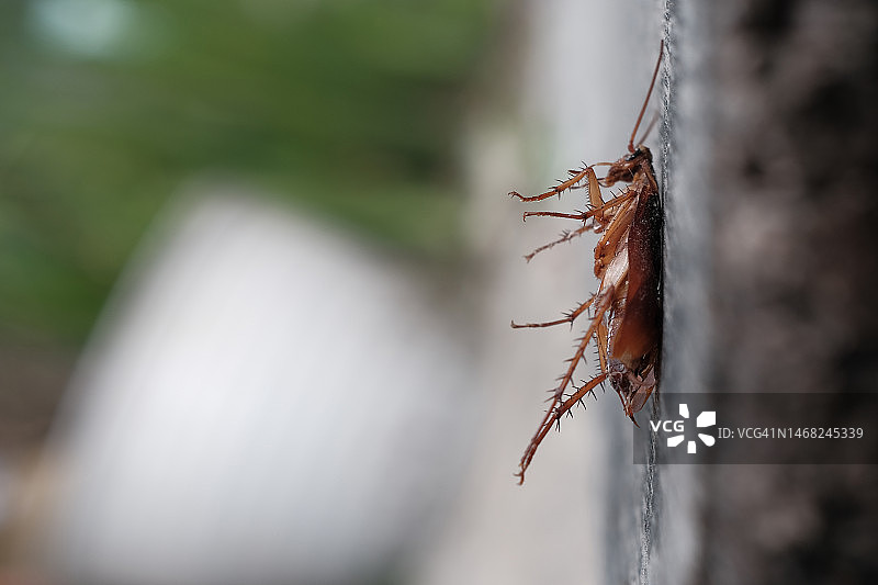 死蟑螂图片素材