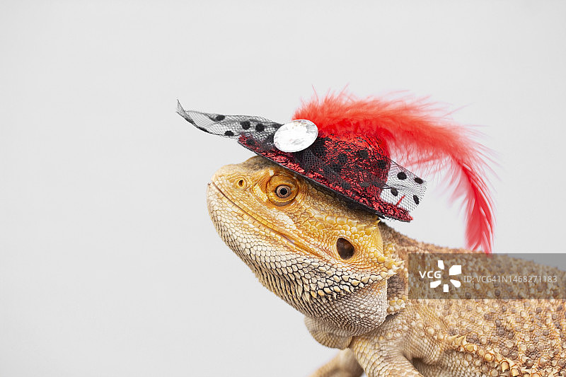 戴帽子的动物图片素材