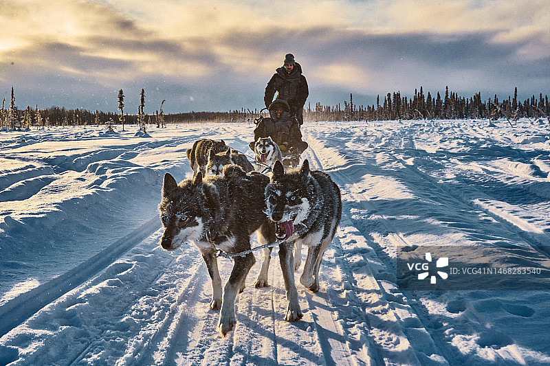 黎明时分，雪橇犬队拉着雪橇和驾驶员图片素材