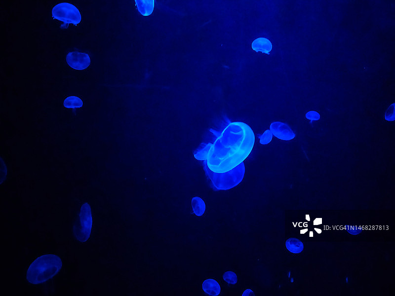 可爱风格水母动物图片素材