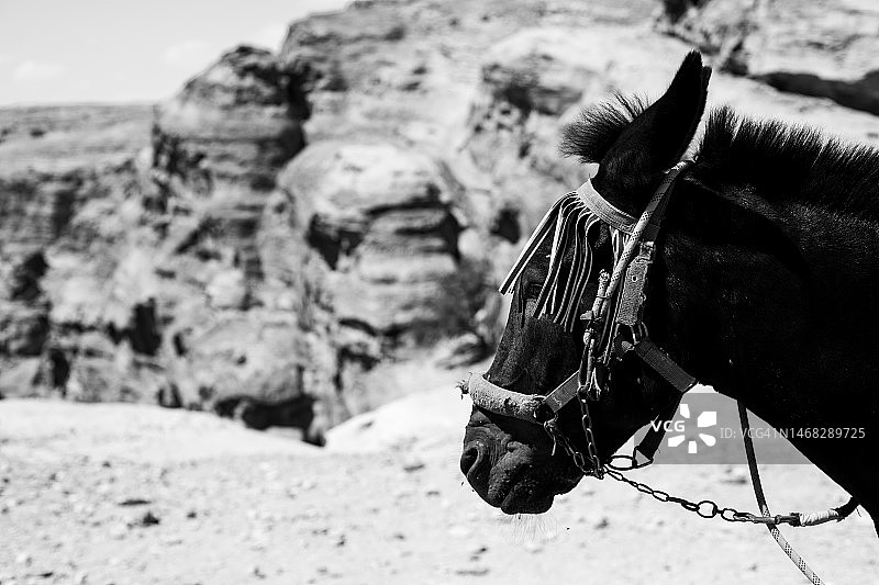 佩特拉马匹肖像艺术画框图片素材