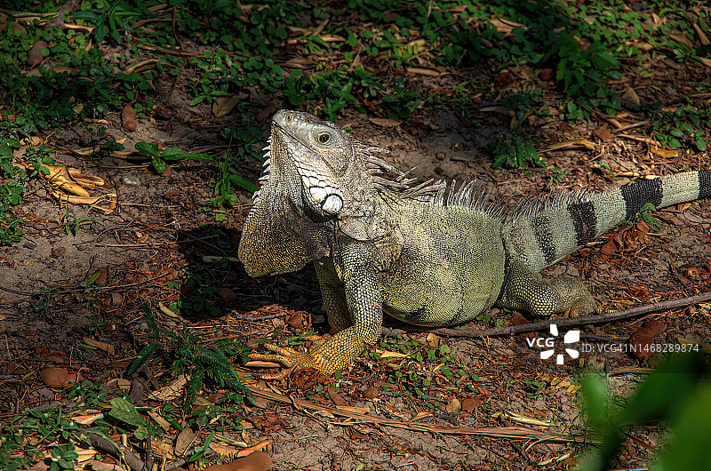 地面上的绿鬣蜥（Iguana iguana）图片素材