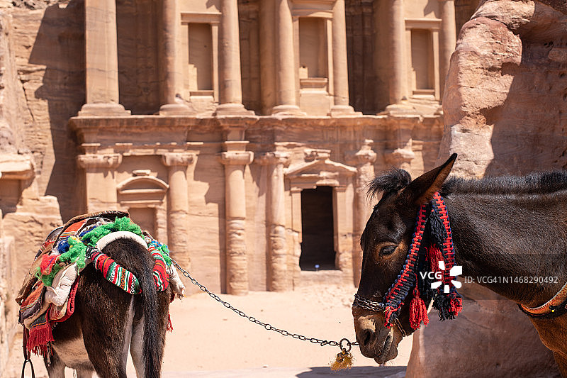 约旦佩特拉古城的马图片素材