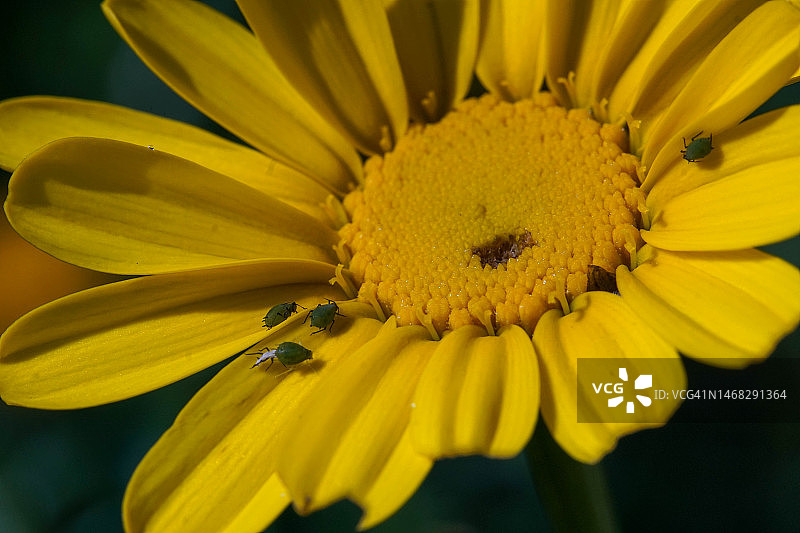 黄色花朵特写，以色列图片素材