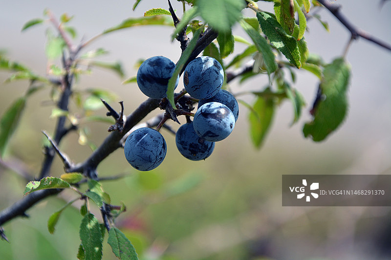 保加利亚夏末的黑刺李成熟蓝色果实特写图片素材