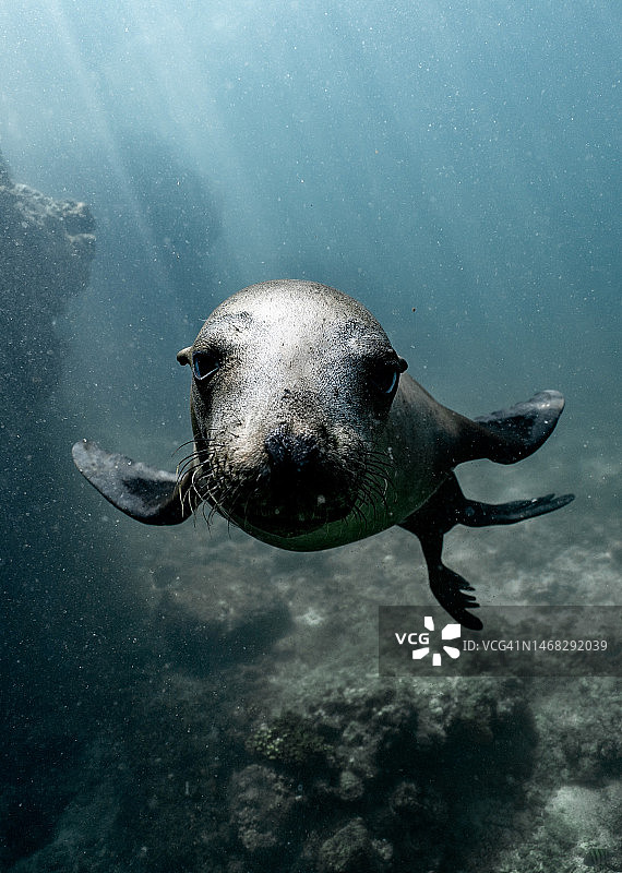 印度尼西亚的精彩海洋生活图片素材