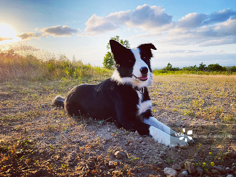 加拿大埃尔金，坐在田野上的牧羊犬特写图片素材
