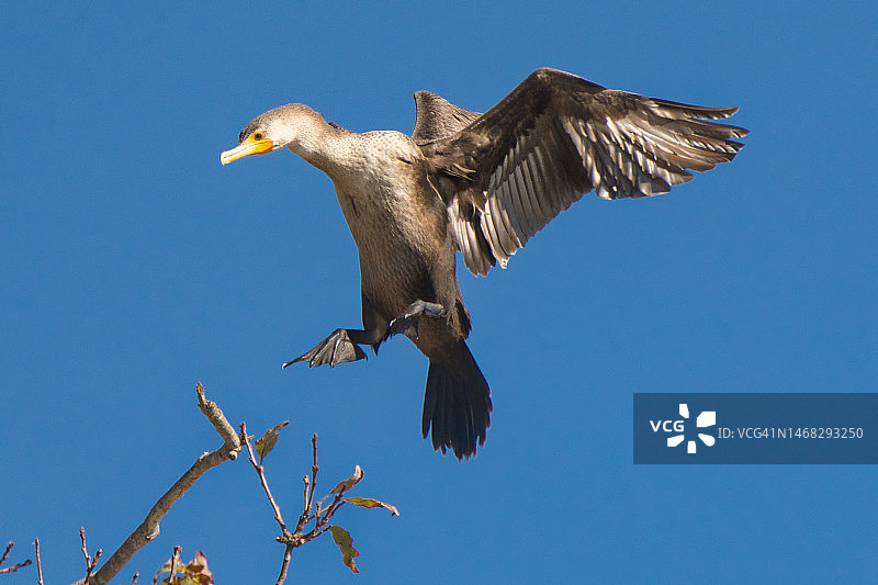 翠鸟飞翔于蓝天下的低角度视角，美国克拉布特里湖县公园图片素材