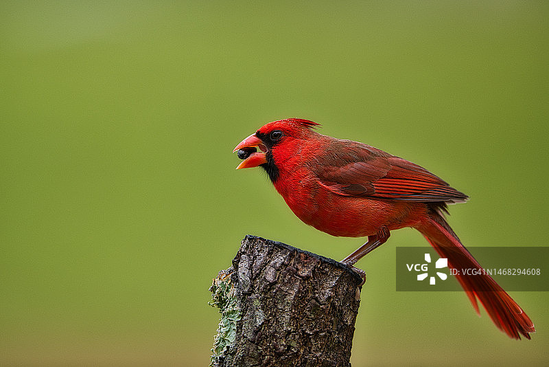 北美红雀栖息在树上的特写，美国佛罗里达州图片素材